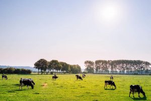 cows_pexels-photosm